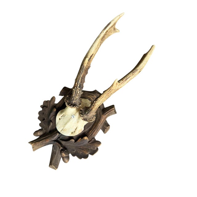 1910s Roe Deer Trophy 118 Black Forest Antlers For Sale - Image 4 of 5