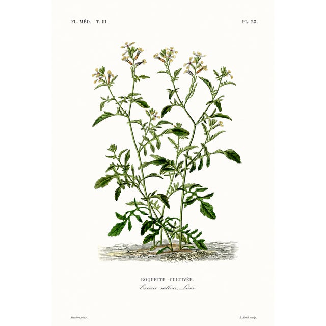 1870 G. Dupuis Lithographs From the Vegetable Kingdom Unframed — Understated Antique Natural History Illustrations Set of 6 For Sale - Image 4 of 7