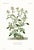1870 G. Dupuis Lithographs From the Vegetable Kingdom Unframed — Understated Antique Natural History Illustrations Set of 6 For Sale - Image 4 of 7