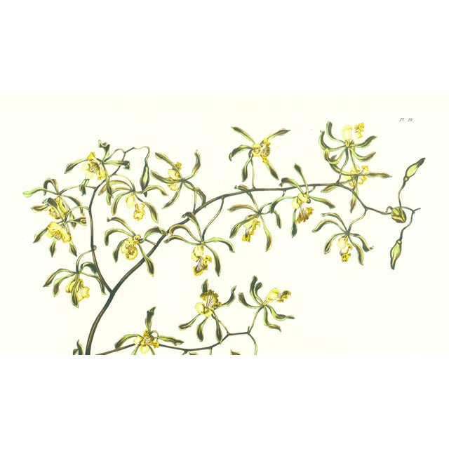 Limited edition reproduction print of one of the most famous botanical works ever produced, "The Orchidaceae of Mexico and...