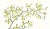 Limited edition reproduction print of one of the most famous botanical works ever produced, "The Orchidaceae of Mexico and...
