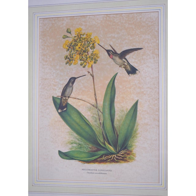 Traditional 1980s Chelsea House Pair of Flower & Bird Engraving Prints For Sale - Image 3 of 13