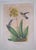 Traditional 1980s Chelsea House Pair of Flower & Bird Engraving Prints For Sale - Image 3 of 13