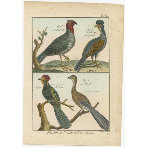 An authentic perfect and bright, originally hand-colored, illustration of four birds, on parchment paper (copper...