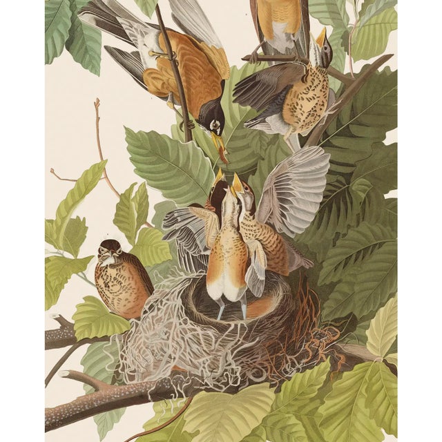 Introducing the Duchess Edition: a refined collection of Audubon Bird Giclée reproductions that elevate the timeless...