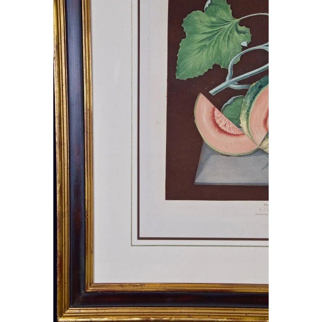 Paint "Amicua Melon" Hand Finished Color Engraving by George Brookshaw , 1812 For Sale - Image 7 of 7