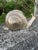 Vintage Mid-Century Modern Silver Brass Snail Figurine – Large Heavy Metal Snail Paperweight Sculpture, Hollywood Regency Table Decor For Sale In Miami - Image 6 of 12