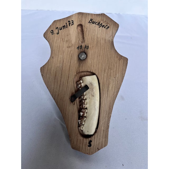 Vintage 1973 German Roe Deer Antler Mount With Matching Jawbone For Sale - Image 14 of 14