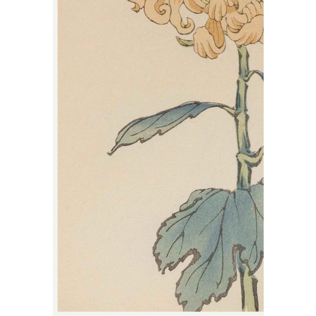 Chrysanthemum by Keika Hasegawa, Vintage Japanese Botanical Art Print, 16" X 24" For Sale - Image 4 of 8