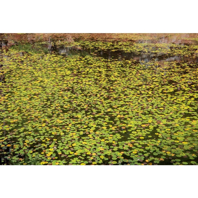 Harriman's Lily's, Photograph by Michael Filonow For Sale