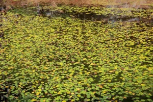 Harriman's Lily's, Photograph by Michael Filonow