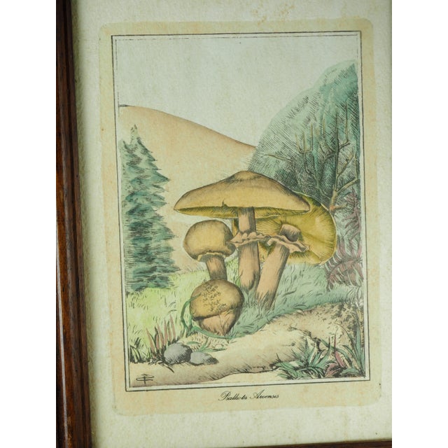 Paper 1970s French Pair of Colorized Mycological Lithographs of Coprinus Comatus and Psalliotta Arvensis For Sale - Image 7 of 11