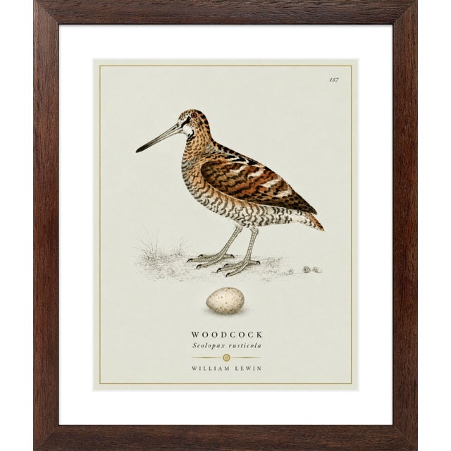 William Lewin 1789 Waterbirds Fine Art Gallery Board Print - The Woodcock For Sale - Image 11 of 12