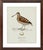 William Lewin 1789 Waterbirds Fine Art Gallery Board Print - The Woodcock For Sale - Image 11 of 12