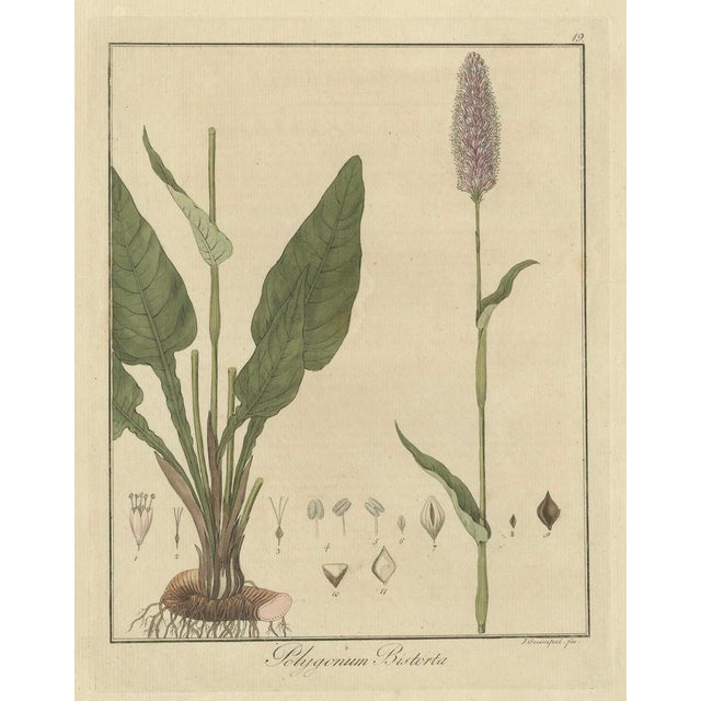 Title: "Detailed Botanical Study of Persicaria bistorta (Common Bistort)" : This hand-colored copperplate engraving,...