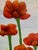 Paint Painting - Red Poppies For Sale - Image 7 of 10