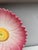 French Country 19th Century French Majolica Pink Daisy Plate Delphin Massier For Sale - Image 3 of 5