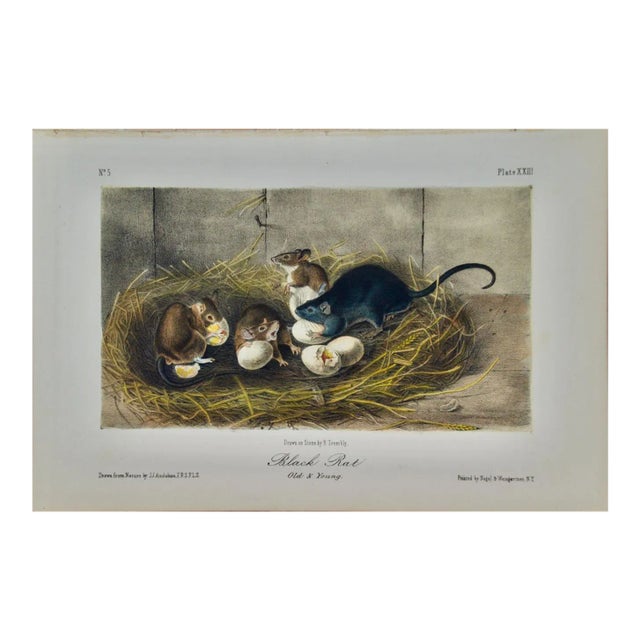 Audubon Black Rat, Old & Young: A 1st Octavo Edition Audubon Hand-Colored Lithograph, 1849-1854 For Sale
