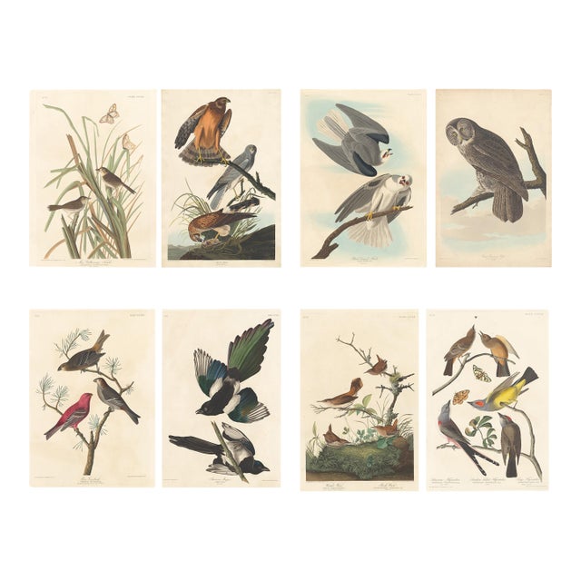 Collection of 4 Vintage 1966 John James Audubon Bird Reproduction Prints 8.5" X 12.75" For Sale