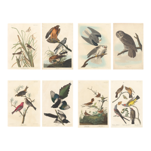 Collection of 4 Vintage 1966 John James Audubon Bird Reproduction Prints 8.5" X 12.75"