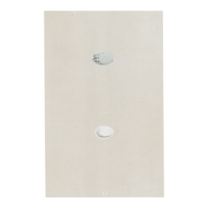 1863 Egg Hand Colored Print