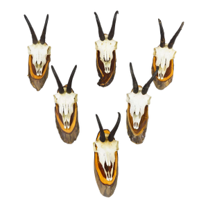 Set of Six Vintage Chamois Trophies on Wooden Plaques, Germany Ca. 1970s