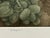 1990s G H Rothe Grapes Art Hand Signed Limited Edition 1983 on Paper Fruits Original For Sale - Image 5 of 8