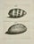 Set of 4 original copper engravings by engraver Georg Everhard from "Conchologia iconica, 1740. Unframed. Dimensions: each...
