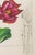 Paper Salvador Dali "Tulip (Lips)" Etching, 1972 For Sale - Image 7 of 12