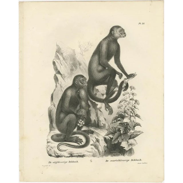 C. C. Last, Macaque, Mandrill & Dikbuik Monkeys, Lithographs, 1836, Set of 2 For Sale - Image 3 of 11