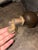 Chesterfield-Style Round Chocolate Leather Ottoman-Vintage For Sale - Image 9 of 14