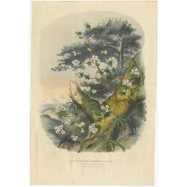 Van Houtte, Rhododendron Dalhousiae, 1849, Prints, Set of 2 For Sale - Image 3 of 5