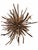 Tideborn Lotus ~Driftwood Sculpture For Sale In Seattle - Image 6 of 6