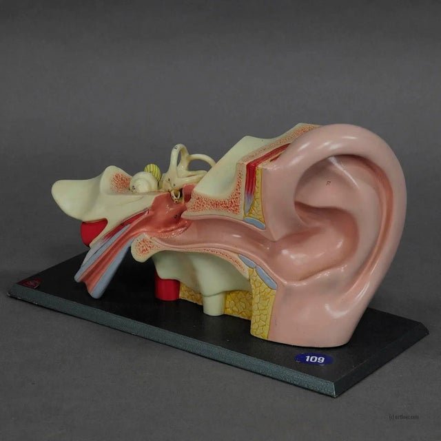Vintage Teaching Aid Modell of An Ear - Somso ca. 1960 A folding model of an ear. Used as teaching material in German...