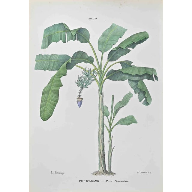 Vincenzo Tenore, Adam's Fig, Lithograph, 1870s For Sale