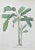 Vincenzo Tenore, Adam's Fig, Lithograph, 1870s For Sale