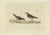Sepp & Nozeman, Bird Illustration of the Purple Sandpiper, 1829, Print For Sale