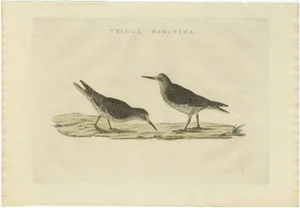 Sepp & Nozeman, Bird Illustration of the Purple Sandpiper, 1829, Print