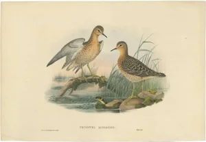J. Gould, Bird Illustration of the Buff-Breasted Sandpipe, 1870, Print