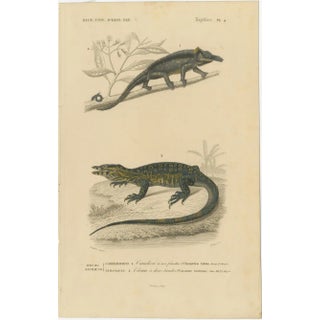 Nose-Horned Chameleon and Banded Monitor, 1850, Paper For Sale