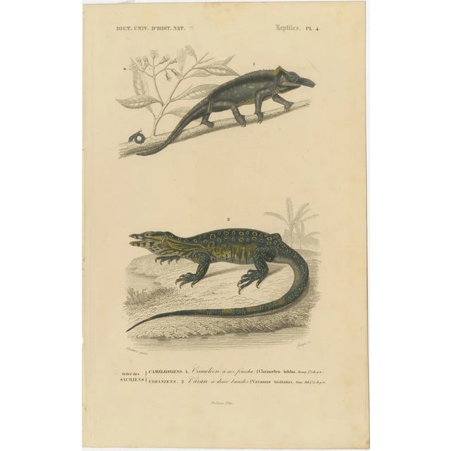 Nose-Horned Chameleon and Banded Monitor, 1850, Paper For Sale