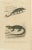 Nose-Horned Chameleon and Banded Monitor, 1850, Paper For Sale