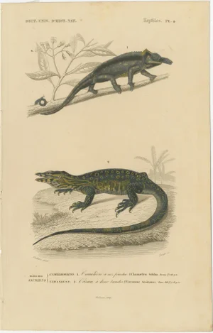 Nose-Horned Chameleon and Banded Monitor, 1850, Paper