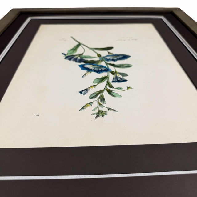 Early 19th Century Antique Botanical Print of Morning Glory | 1818 French Hand-Colored Lithograph For Sale - Image 5 of 8