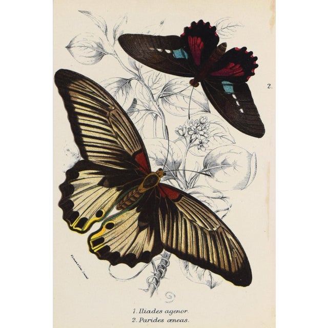 19th Century Antique English Butterfly Print 1897 For Sale - Image 4 of 4