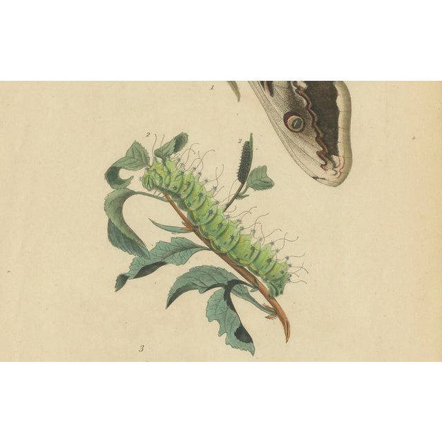 E. Guérin, Butterfly and Moth, 1835, Engraving, Set of 2 For Sale - Image 11 of 13
