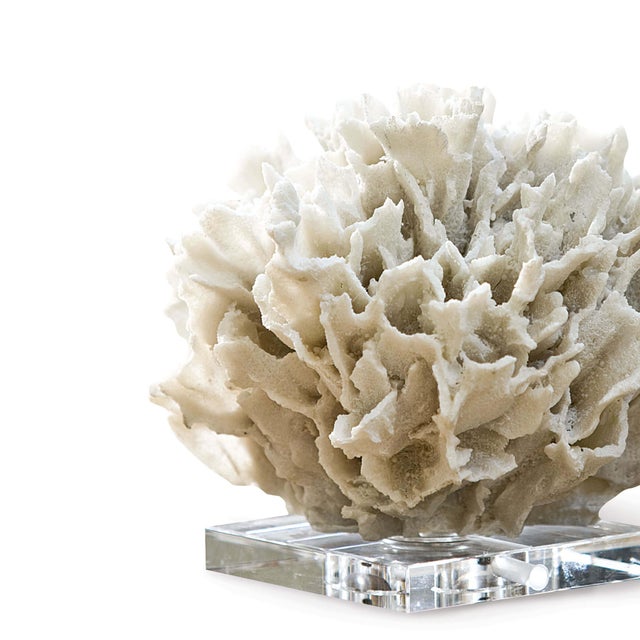 Regina Andrew Ribbon Coral in White For Sale - Image 4 of 6