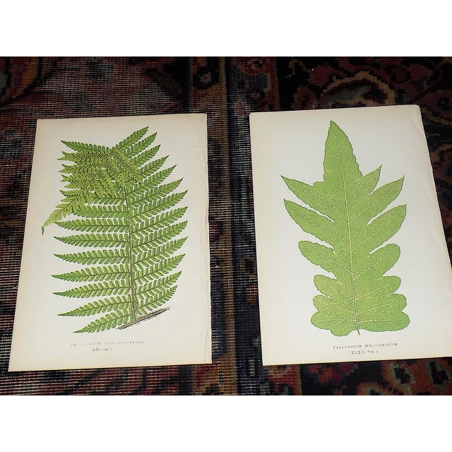 Realism Antique 19th Century Botanical Fern Wood Engravings - Set of 12 For Sale - Image 3 of 9
