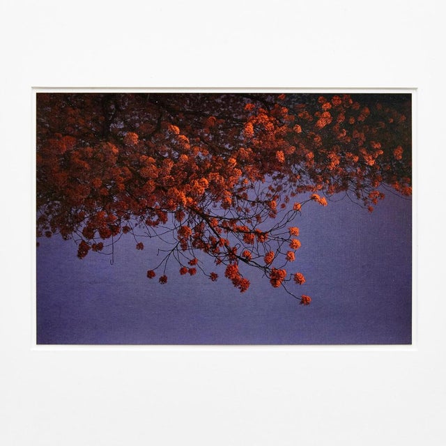 Photography made by Albarran & Cabrera in Barcelona Spain. Pigments, Japanese paper and gold leaf. Signed, titled, dated...