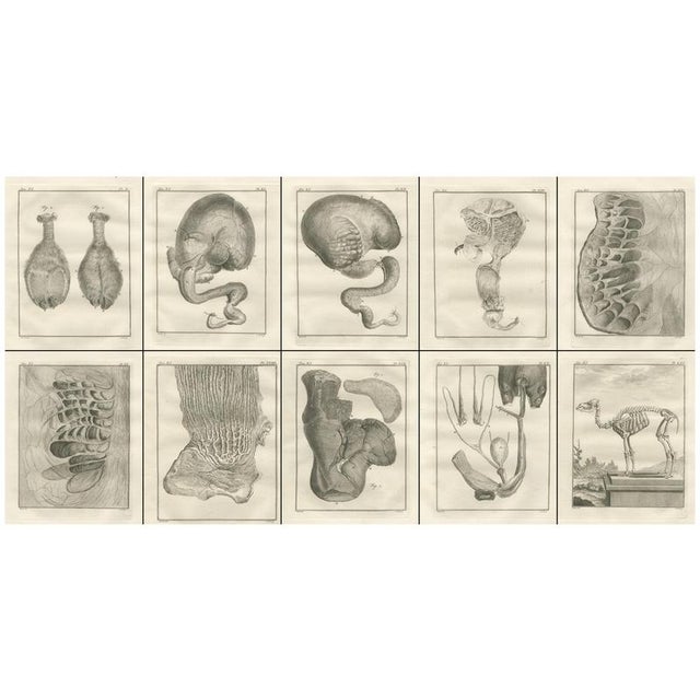 After Jacques de Sève, Camel Anatomy, 1769, Engravings, Set of 10 For Sale - Image 4 of 17